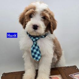 Hank - Red male Bernedoodle puppy in Neillsville, Wisconsin from Granton Creek