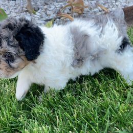 Aussiedoodle Puppies from Olive Tree Mini Aussiedoodles