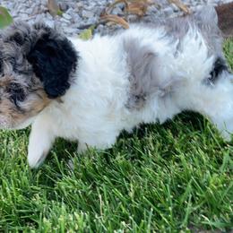 Aussiedoodle Puppies from Olive Tree Mini Aussiedoodles