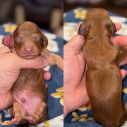 Will - Red male Dachshund puppy in Hornbeck, Louisiana from A&Z Mini Dachshunds