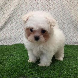 Zoe - White female Maltese puppy in Monticello, Iowa from Ashley’s Puppies
