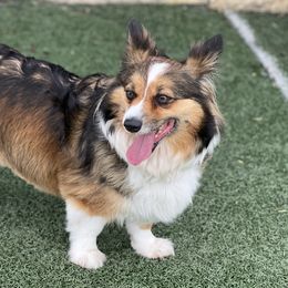 Flufffy - Pembroke Welsh Corgi