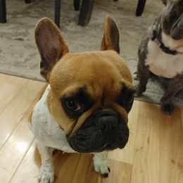 Izzy - French Bulldog