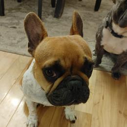 Izzy - French Bulldog