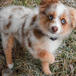 Toy Australian Shepherd Puppies from BearKat Toy Aussies