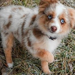 Toy Australian Shepherd Puppies from BearKat Toy Aussies