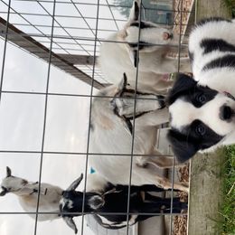 Border Collies from Hidey Hole Kennel