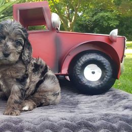 Cockapoo, Cocker Spaniel, and Goldendoodle Puppies from Robbin's Treasures
