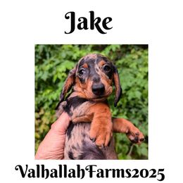 Jake - Dapple male Dachshund puppy in Sebring, Ohio from Valhallah Farms