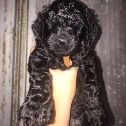 Poodle Puppies from Twisted Oak Poodles