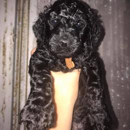 Poodle Puppies from Twisted Oak Poodles
