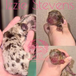 Izzie - Dapple female Dachshund puppy in Hornbeck, Louisiana from A&Z Mini Dachshunds