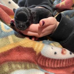 Pomeranian Puppies from Paradise Point Pomeranians