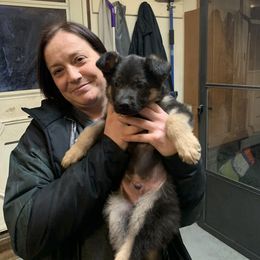 German Shepherd Puppies from Shenango Valley Shepherds