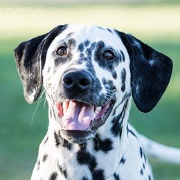 Indy - Dalmatian