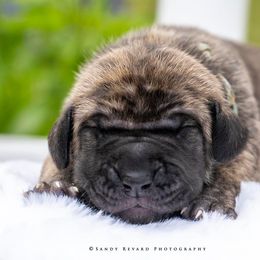 Great Dane Puppies from Ellenni Danes