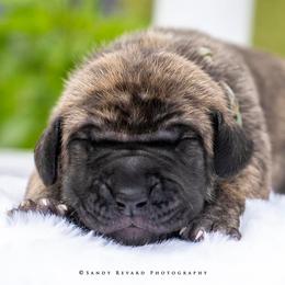 Great Dane Puppies from Ellenni Danes