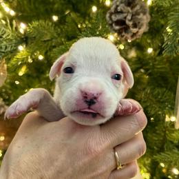 York - White female Boxer puppy in Jamesville, New York from Reynolds Homestead Boxers