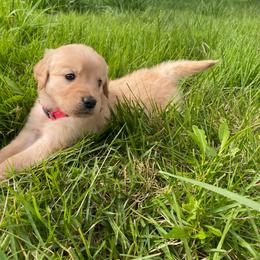 Pink Girl - Golden female Golden Retriever puppy in Louisville, Illinois from Hearth & Homestead