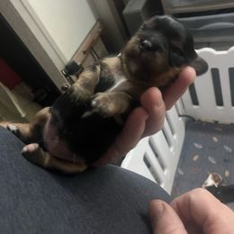 Girl 2 - Black and tan female Cavalier King Charles Spaniel puppy in Woodruff, Wisconsin from Cutesy Cavaliers