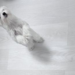 AKC Maltese Boy 1 - White male Maltese puppy in San Mateo, California from AKC Maltese California