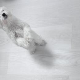 AKC Maltese Boy 1 - White male Maltese puppy in San Mateo, California from AKC Maltese California