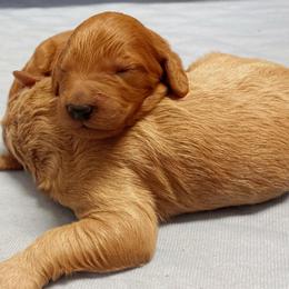 Goldendoodle Puppies from The Doodle Grove