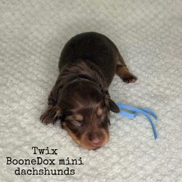 Twix - Chocolate and cream female Dachshund puppy in Lexington, Oklahoma from BooneDox Miniature Dachshunds