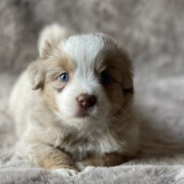 Rosie - Red merle female Miniature Australian Shepherd puppy in Wesley Chapel, Florida from August Oaks Aussies
