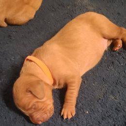 Vizsla Puppies from Ann's Vizslas