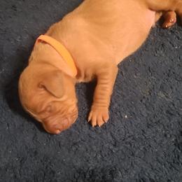 Vizsla Puppies from Ann's Vizslas