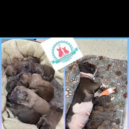 French Bulldog Puppies from Lakeview Frenchies
