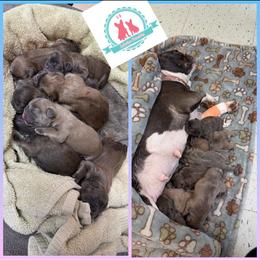 French Bulldog Puppies from Lakeview Frenchies