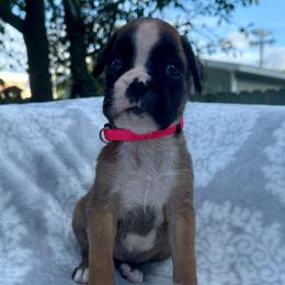 Pink - Belle - Fawn female Boxer puppy in Watervliet, New York from Shamrock's Boxers