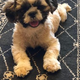 Newt - Shih Tzu