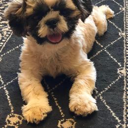 Newt - Shih Tzu