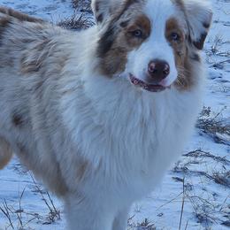 Jaq - Australian Shepherd
