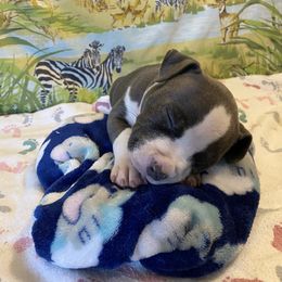 Little Pink - Blue American Bully puppy in Springhill, Florida from War Hammer Bullies