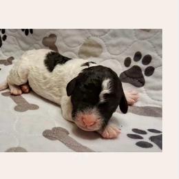 Fig - Parti male Goldendoodle puppy in Sterling, Connecticut from Justine’s Retrievers and Doodles, LLC