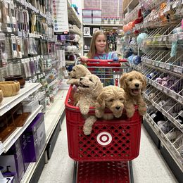 Goldendoodle Puppies from Lykeable Farms