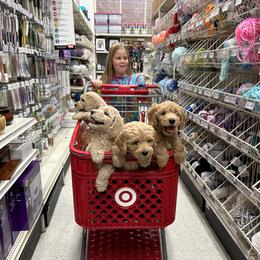 Goldendoodle Puppies from Lykeable Farms