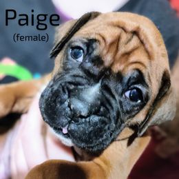 Boxer Puppies from Barney Boxers