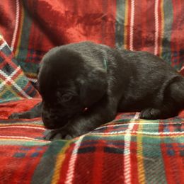 Labrador Retriever Puppies from David Knott's Labrador Retrievers
