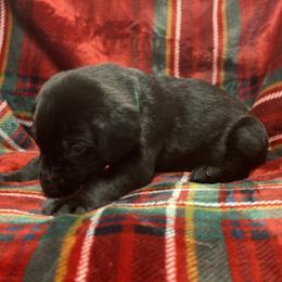 Labrador Retriever Puppies from David Knott's Labrador Retrievers