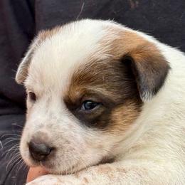 Boy 4 - Red speckled male Australian Cattle Dog puppy in Morton, Mississippi from Heart K Kennels