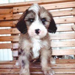 Haven - Sable male Bernedoodle puppy in Jackson, Missouri from Pincksten Family Doodles