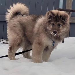 Native American Indian Dog Puppies from Turtle Island NAIDs