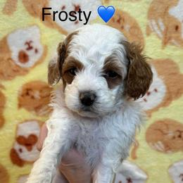 Frosty - White male Cavapoo puppy in Greensburg, Kentucky from Doodle Me Crazy
