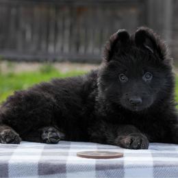 Brown Collar - Black male German Shepherd puppy in Plumas Lake, California from Zwinger Vom Greifjäger