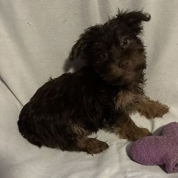 Sweetie - Chocolate, tan and white female Yorkshire Terrier puppy in Eden, Maryland from Canines  Unlimited
